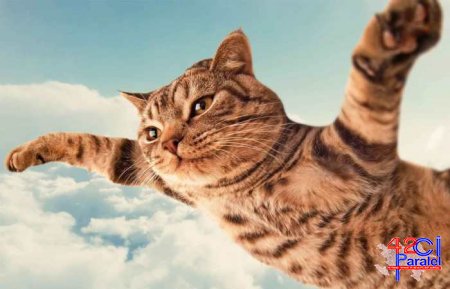 7 МЕСТ НА ЗЕМЛЕ, ГДЕ КОШКИ ЧУВСТВУЮТ СЕБЯ КАК В РАЮ
