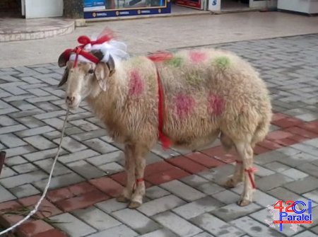 Bakıda qurbanlıq heyvanların satılacağı yerlər açıqlandı – SİYAHI