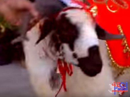 Qurbanlıq heyvanları gül mağazasında bəzədilər - VİDEO