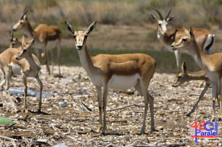 Azərbaycanda yeni Milli Park yaradıldı
