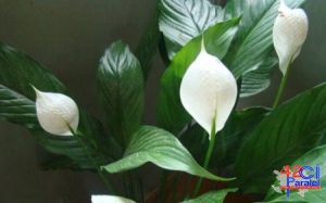 1749455008.9425828